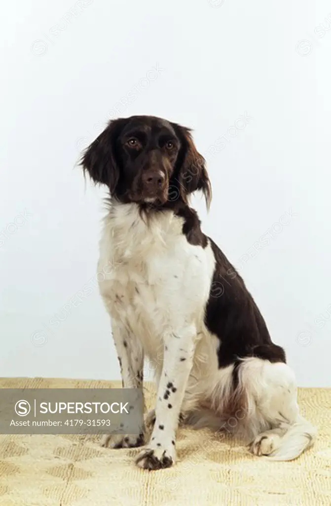 Dog: Kleiner Munsterlander (German Hunting Breed)