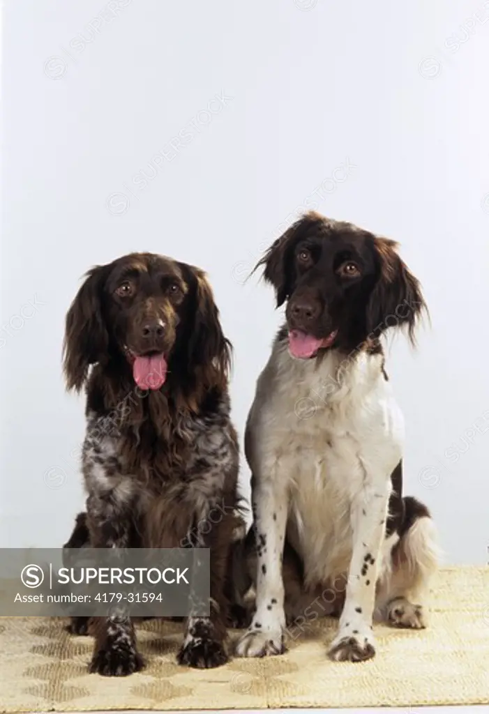 Two Dogs, Kleiner Munsterlanders (German Hunting Breed) Portrait