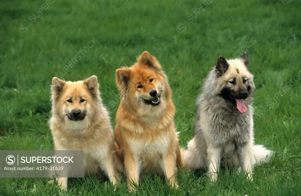 Dog, Eurasiers, different colors