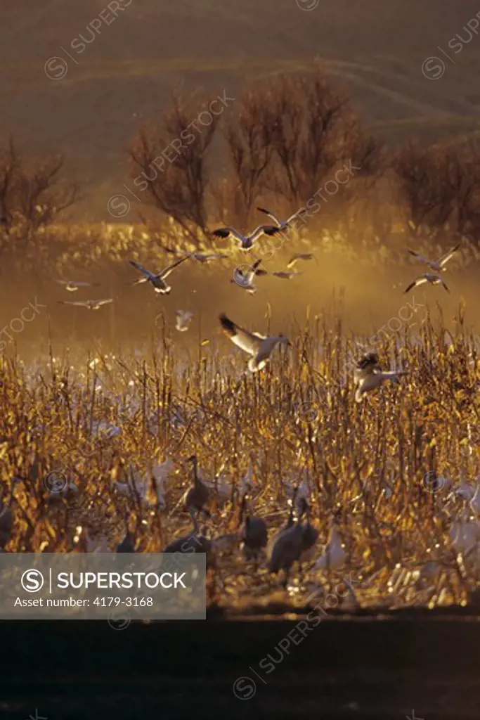 Snow Geese in Flight, with Sandhill Cranes, wild, Bosque del Apache NWR, NM