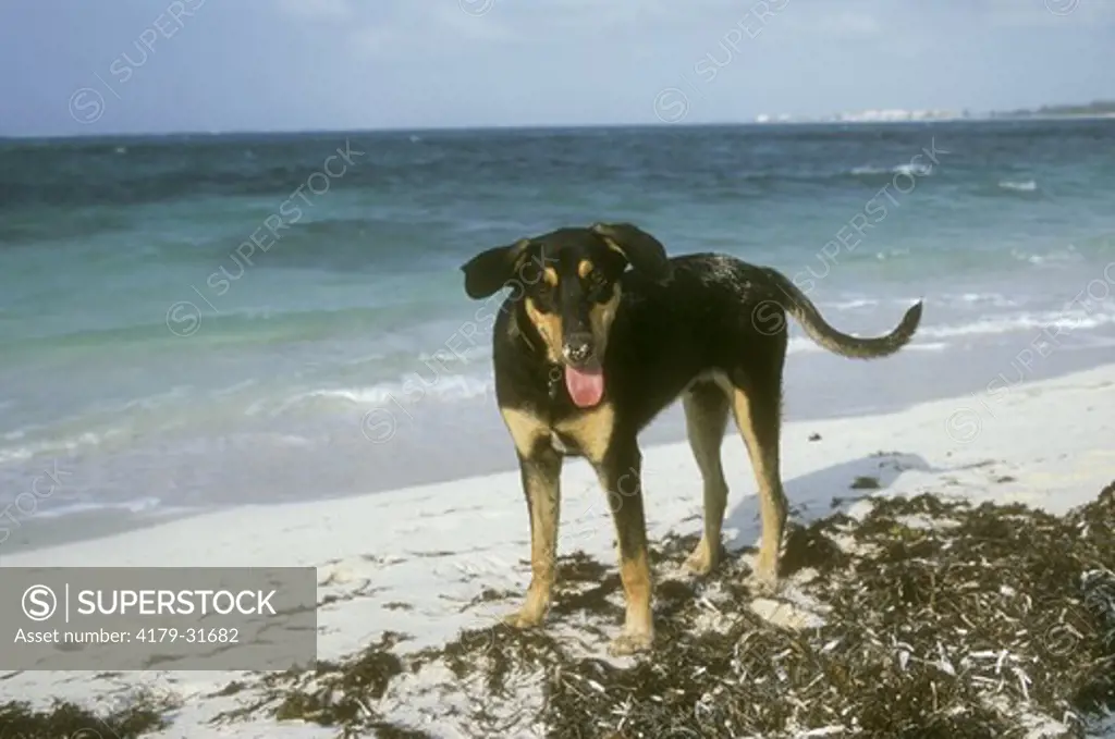 Pot Cake Breed of Island Dog on Ocean Beach, Turks & Caicos