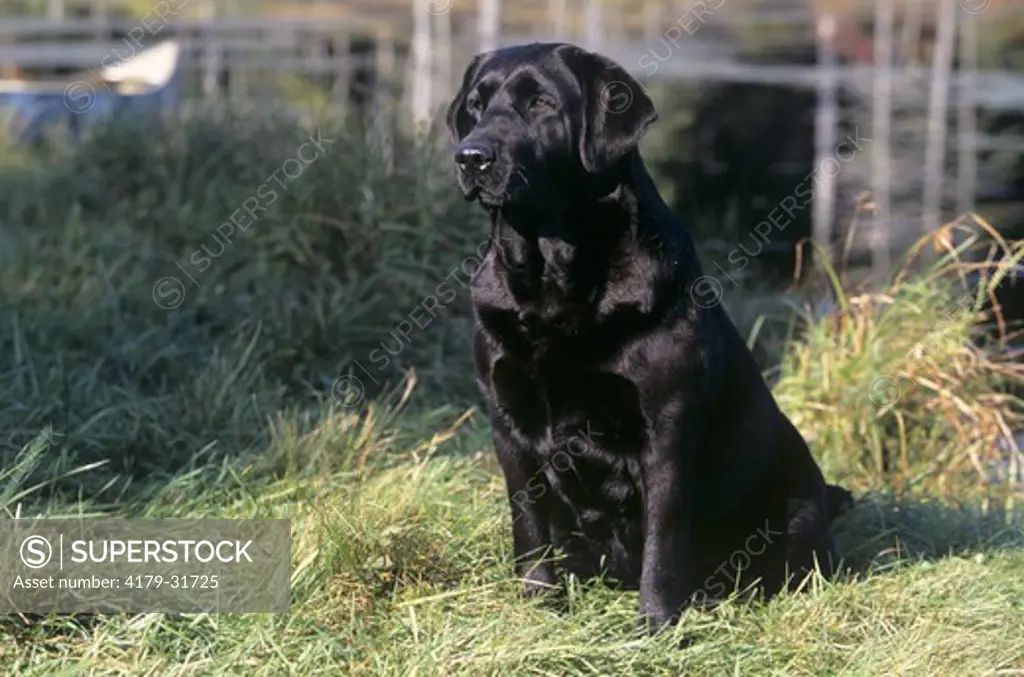 Dog: Black Labrador Retriever, ME