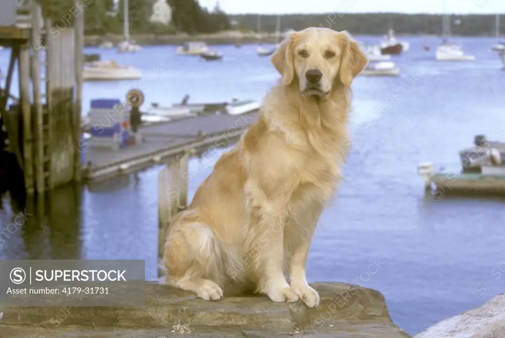 Dog: Golden Retriever at Harbor, ME