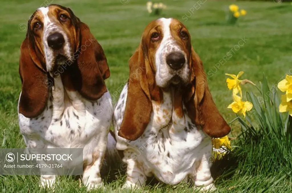 Basset Hound and Daffodils, Wisconsin