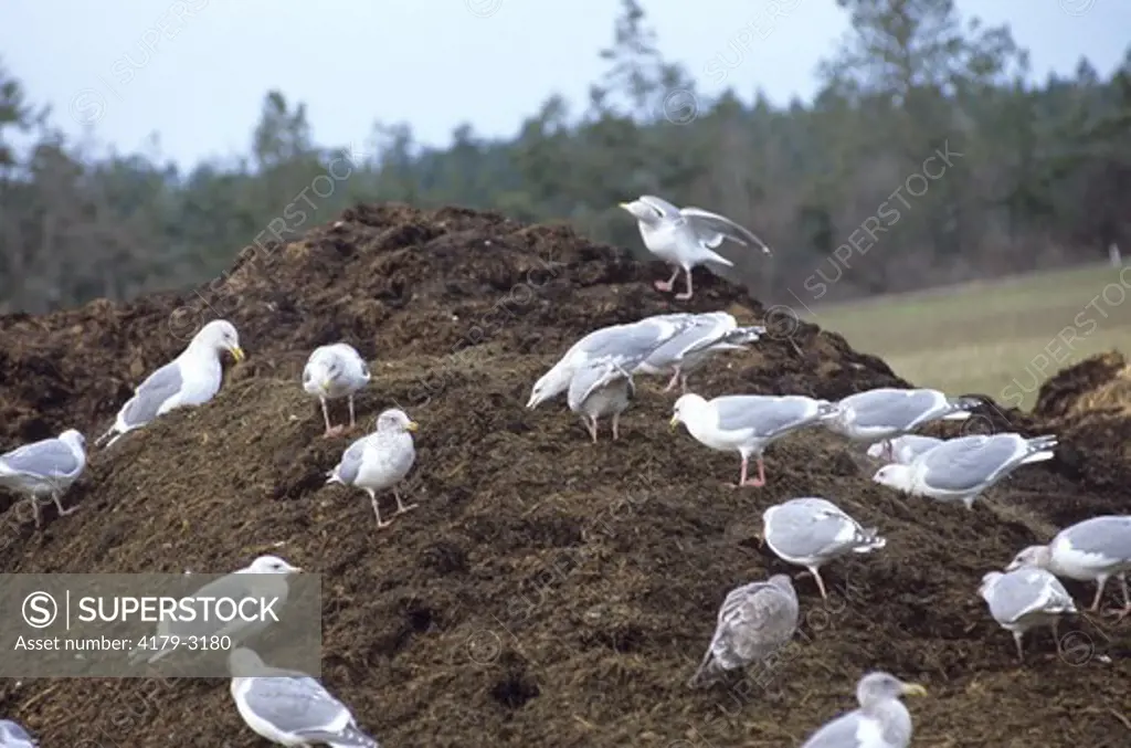 Glaucous Gulls foraging on Compost Pile (Larus hyperboreus), Washington, Sequim
