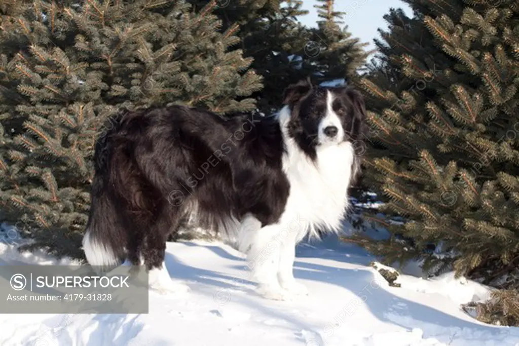 Border Collie standng in snow by spruce trees; Hebron, Illinois, USA
