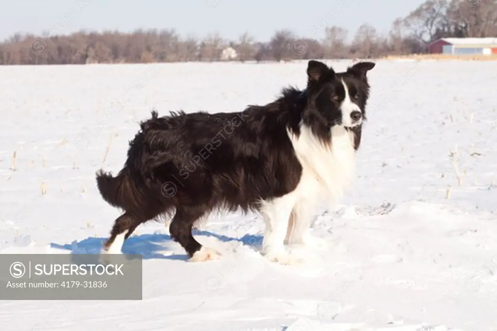 Border Collie, standing in open field in snow, with red barn in background; Hebron, Illinois, USA