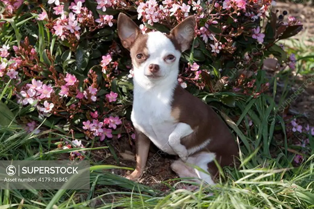 Short-haired Chihuahua by pink blossoms; Southern California, USA