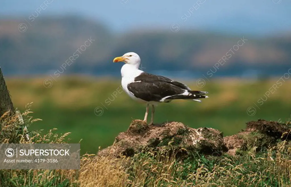 Great Black-Backed Gull (Larus marinus) Skokholm Is. - West Wales UK