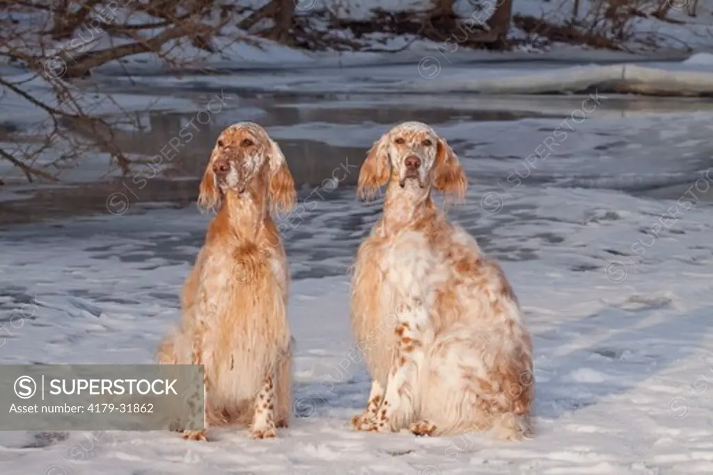 English Setters, both females, sitting on ice of partially frozen creek; St. Charles, Illinois, USA