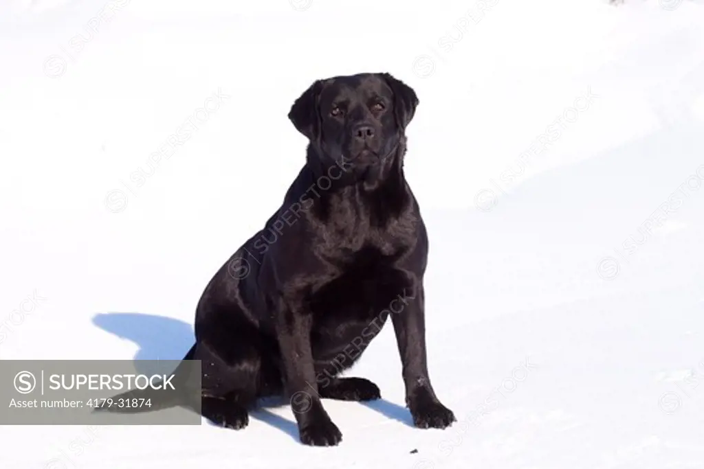 Labrador Retriever , black, sitting in snow; Hebron, Illinois, USA