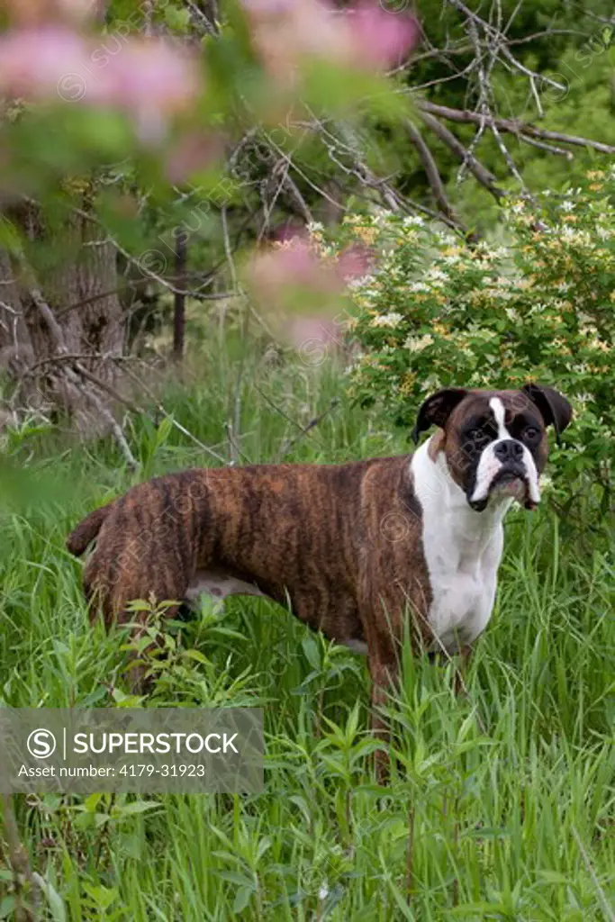 Male brindled Boxer in meadow with honey-suckle bush; Rockford, Illinois, USA
