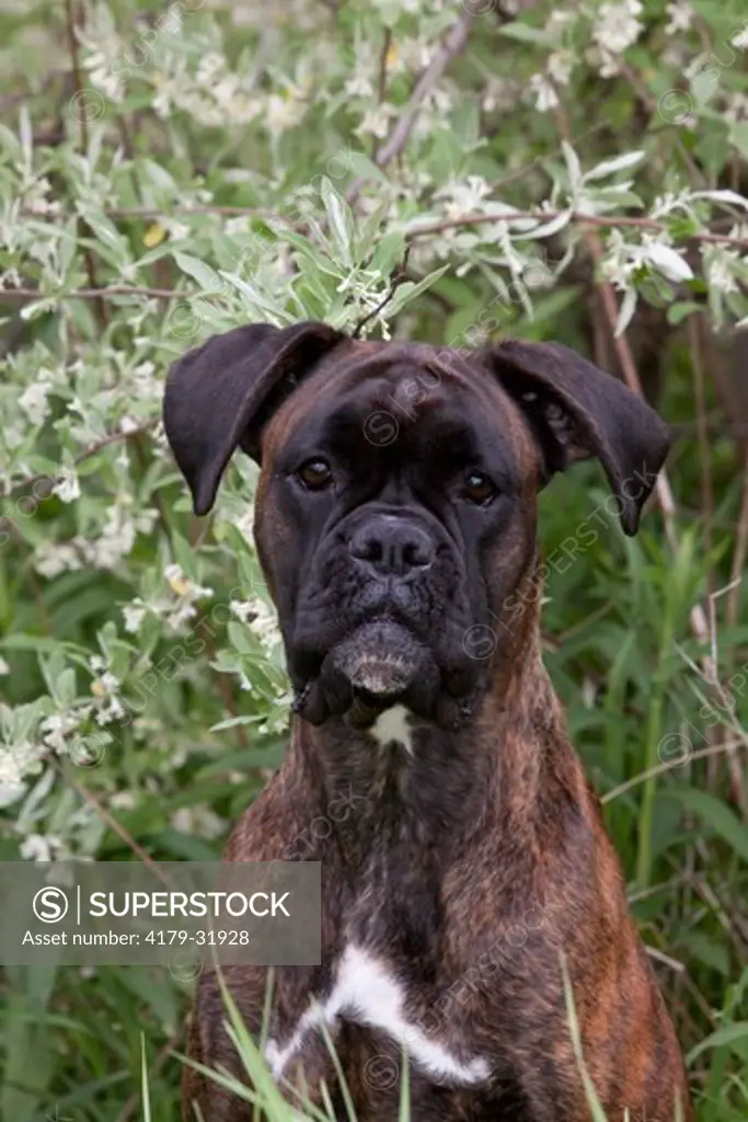 Brindled boxer with natural ears, portrait, by blooming bush; Rockford, Illinois, USA