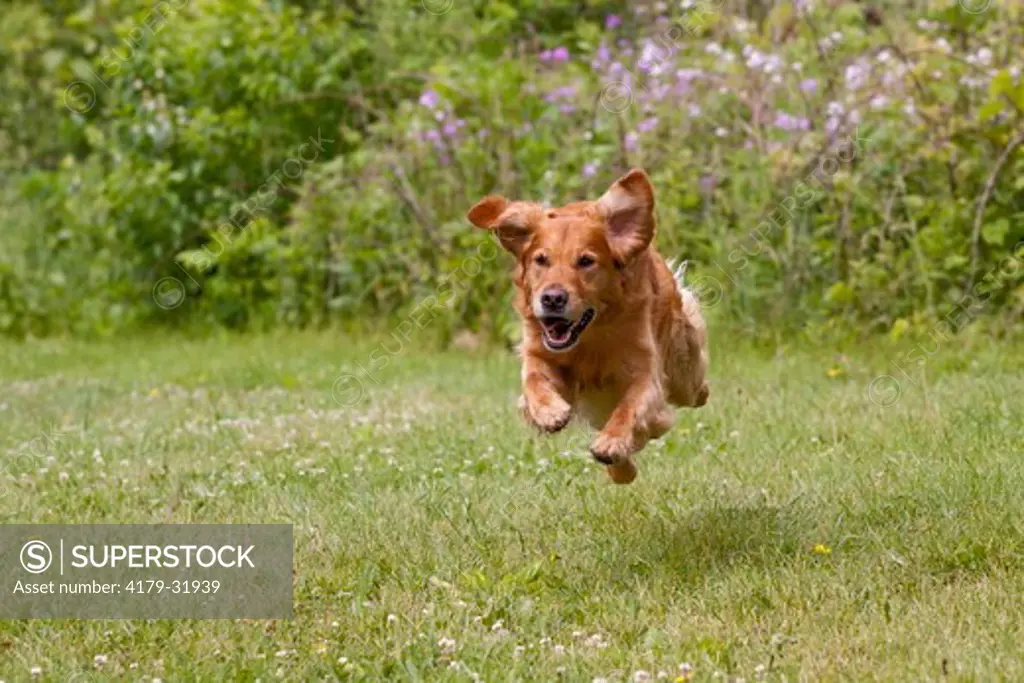 Golden Retriever male airborne while running on grass, late spring; St. Charles, N. Illinois, USA (KG)