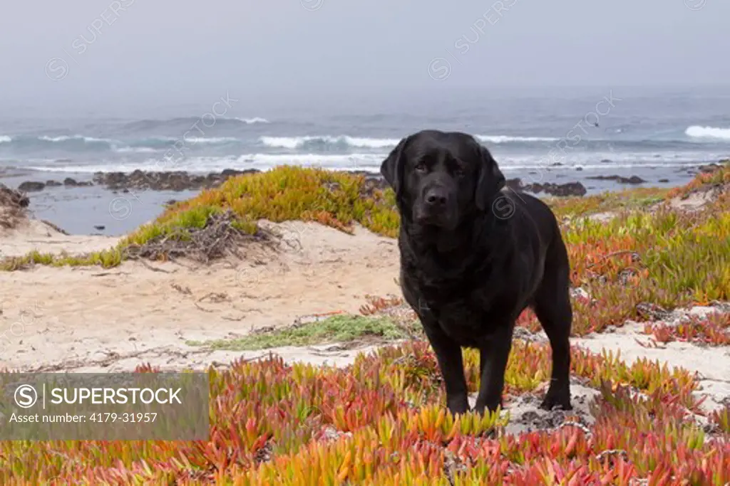 Black Labrador Retriever standing in ice-plant along Pacific coast; Monterey Bay, California, USA