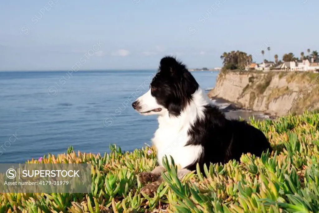 Border Collie in ice plant on bluff overlooking Pacific Ocean; Southern California, USA