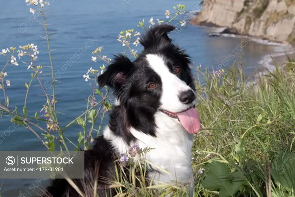 Border Collie in tall grass on bluff overlooking Pacific Ocean; Southern California, USA