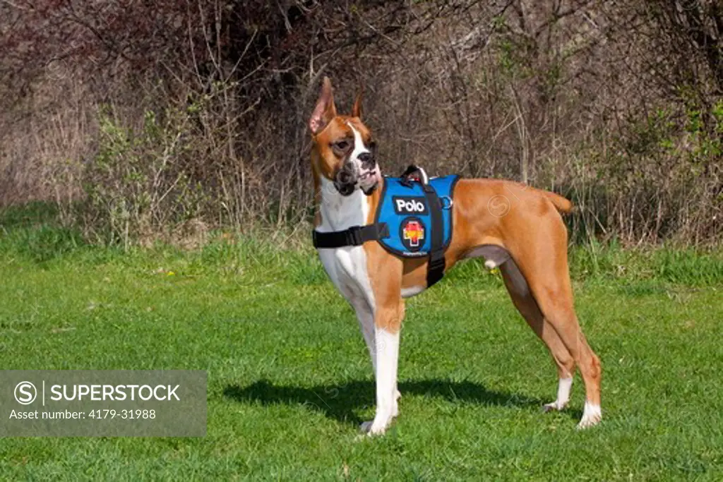 Boxer in therapy dog harness; St. Charles, Illinois USA