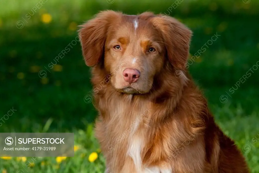 Portrait of Nova Scotia Duck-Toller Retriever sitting on green grass with dandelions; St. Charles, Illinois, USA