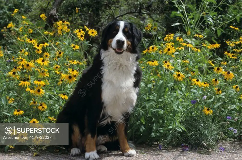 Bernese Mountain Dog sitting in front of Sunflowers, CO Springs