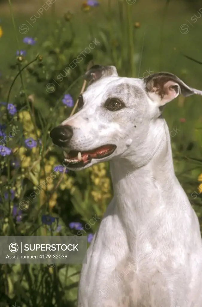 Close up of Whippet