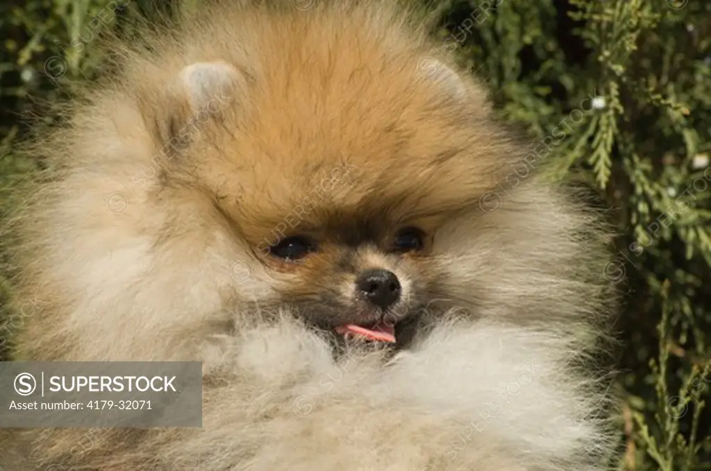 Pomeranian