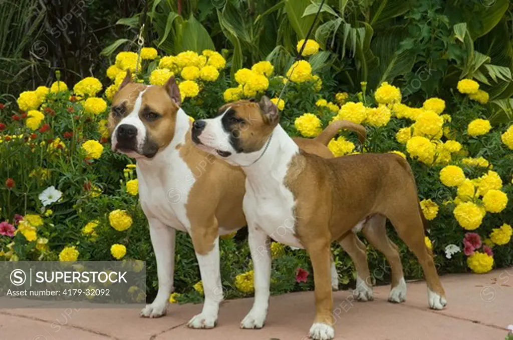 American Staffordshire Terriers on leash