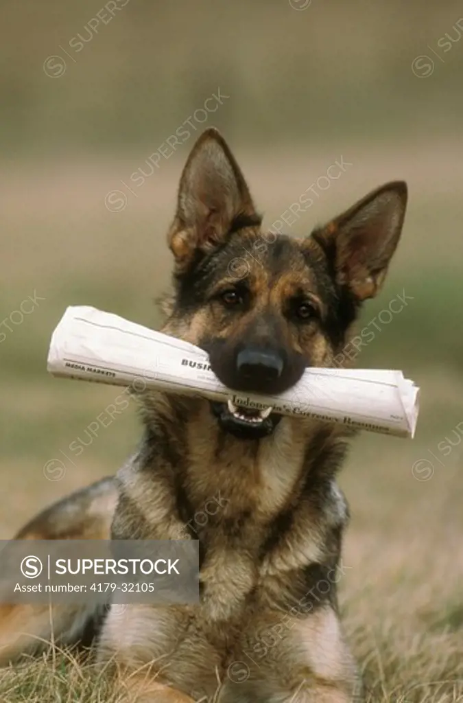 German Shepherd, Alsatian Carrying newspaper in mouth
