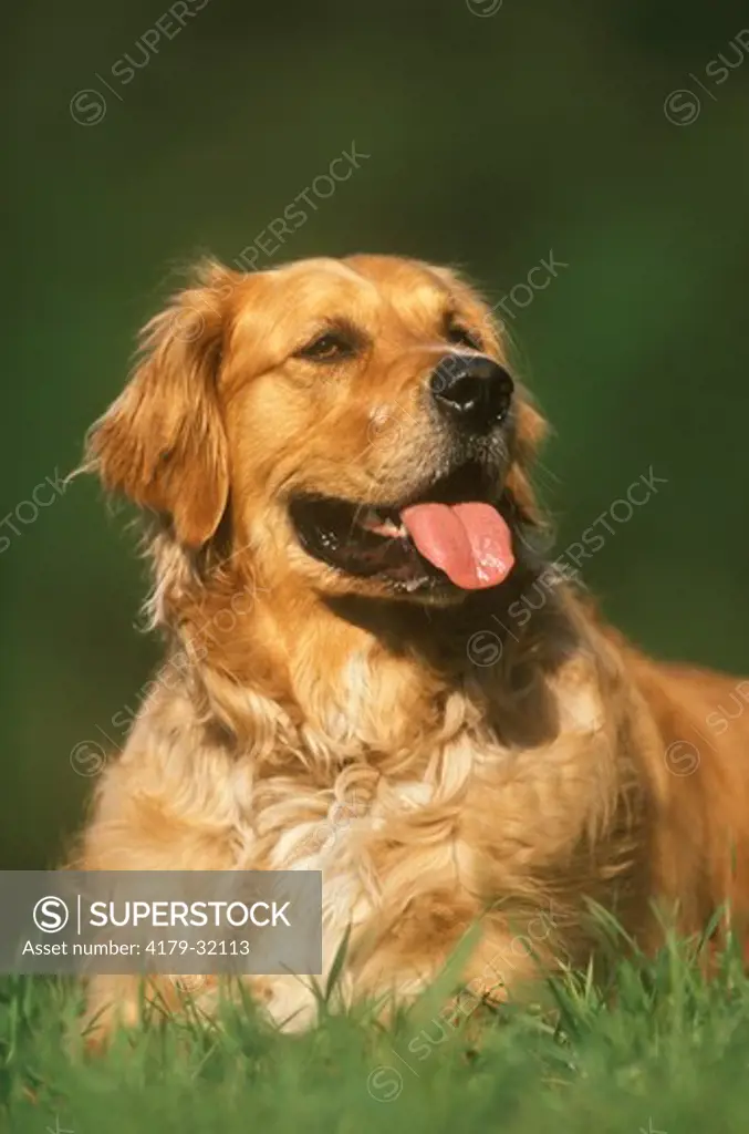 Dog: Golden Retriever
