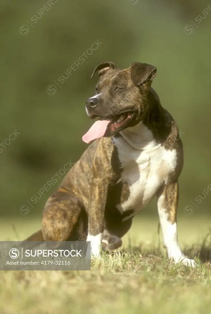 Pit Bull Terrier aka American Staffordshire Terrier