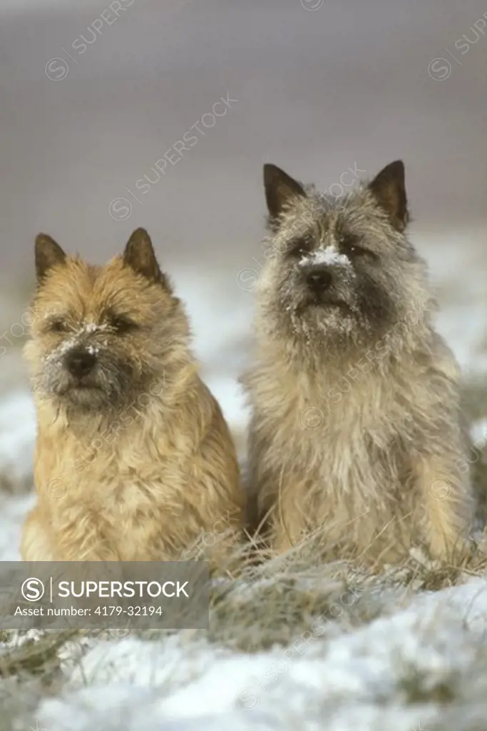 Cairn Terrier Pair in Snow