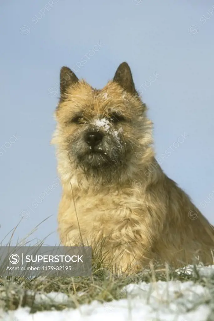 Cairn Terrier in Snow
