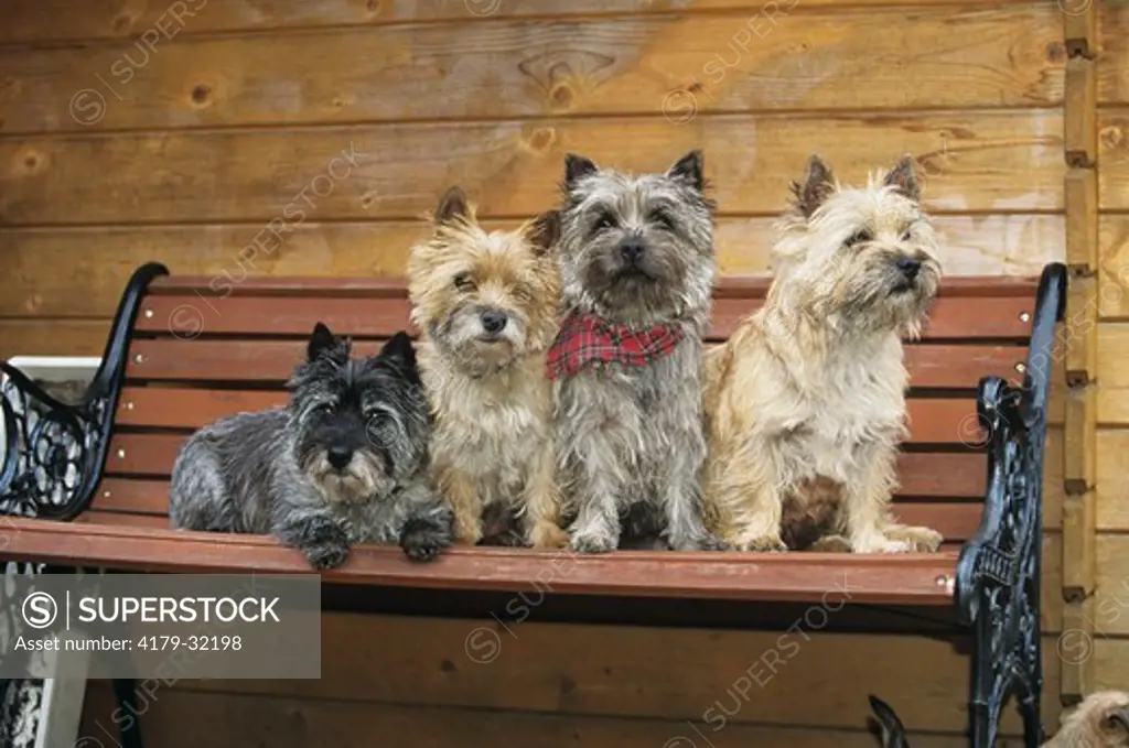 Four Cairn Terriers on Garden Bench