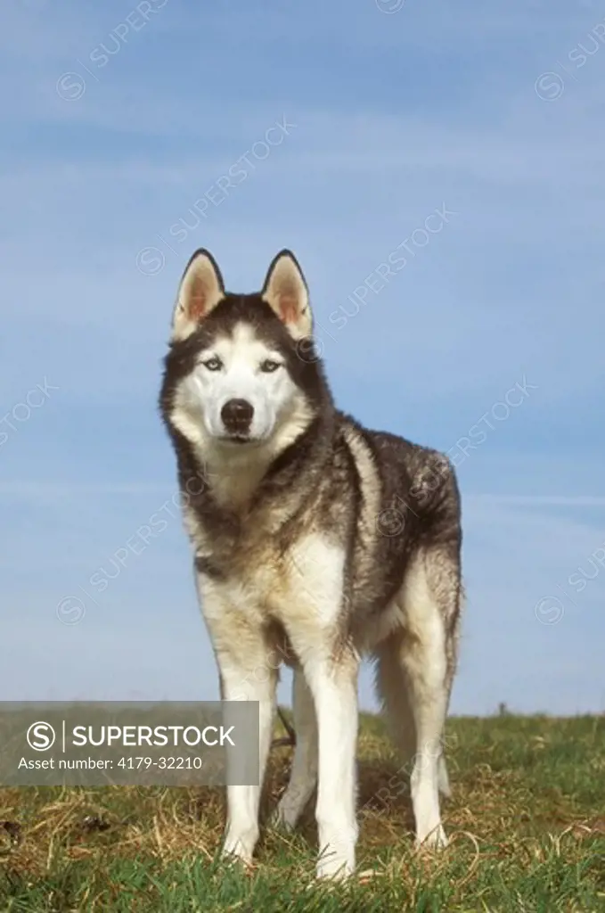 Dog: Siberian Husky
