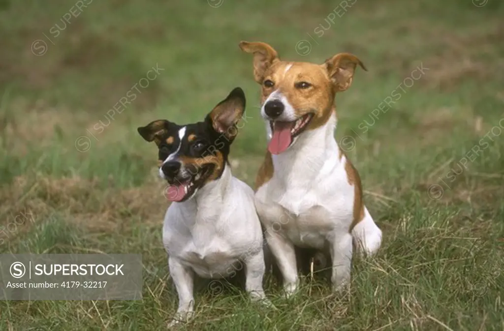 Dog: Jack Russell Terrier Pair