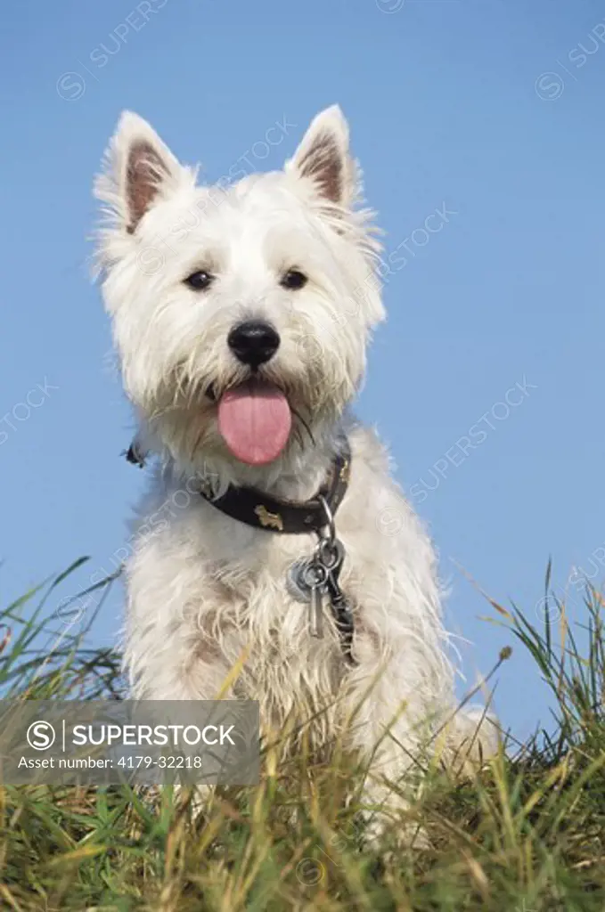 Dog: West Highland White Terrier with Dog Tag and Key on Collar