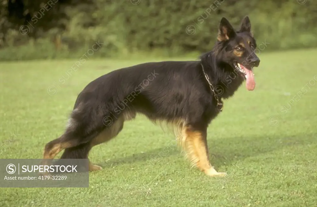 Dog, German Shepherd