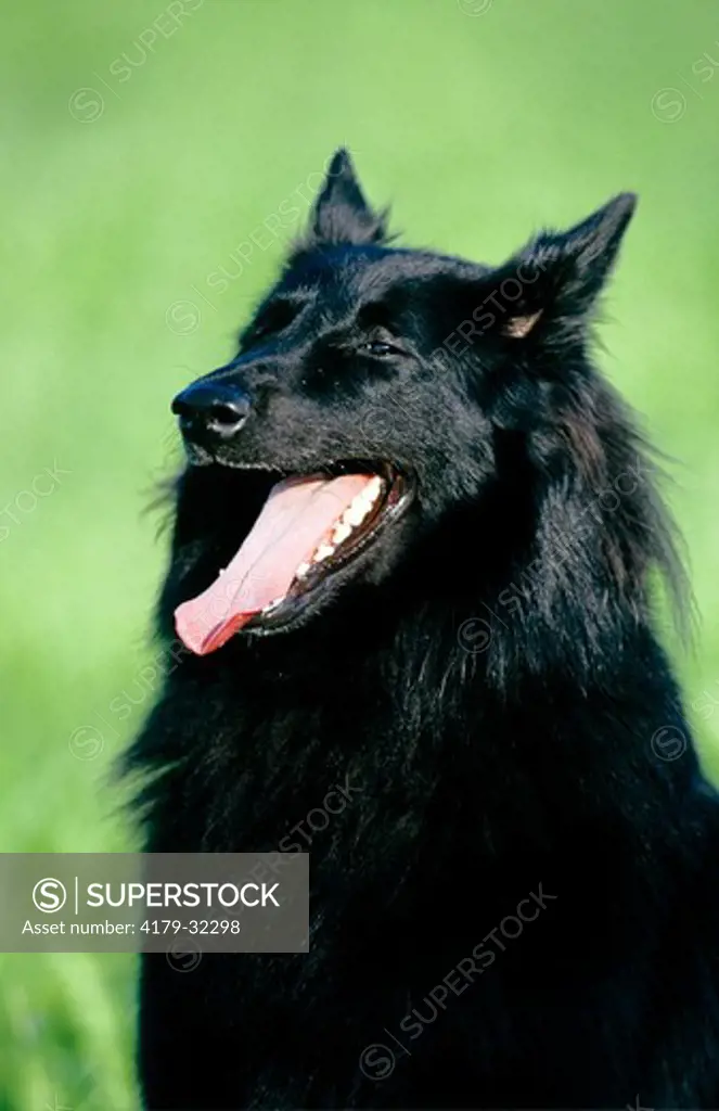 Dog, Belgian Shepherd aka Groenendael