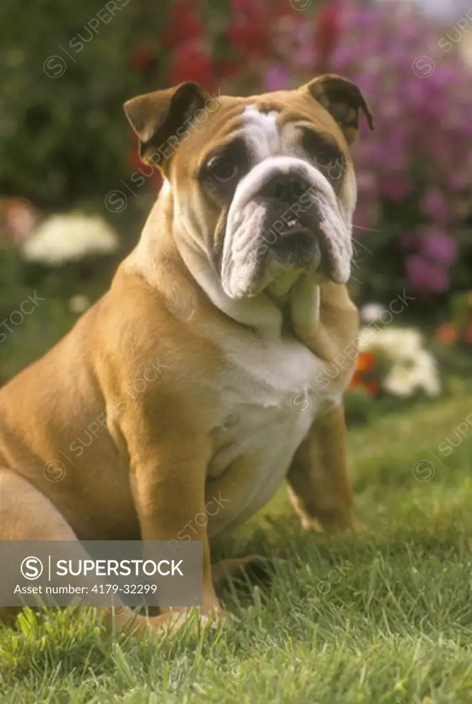 Bulldog (Canis familiaris) England