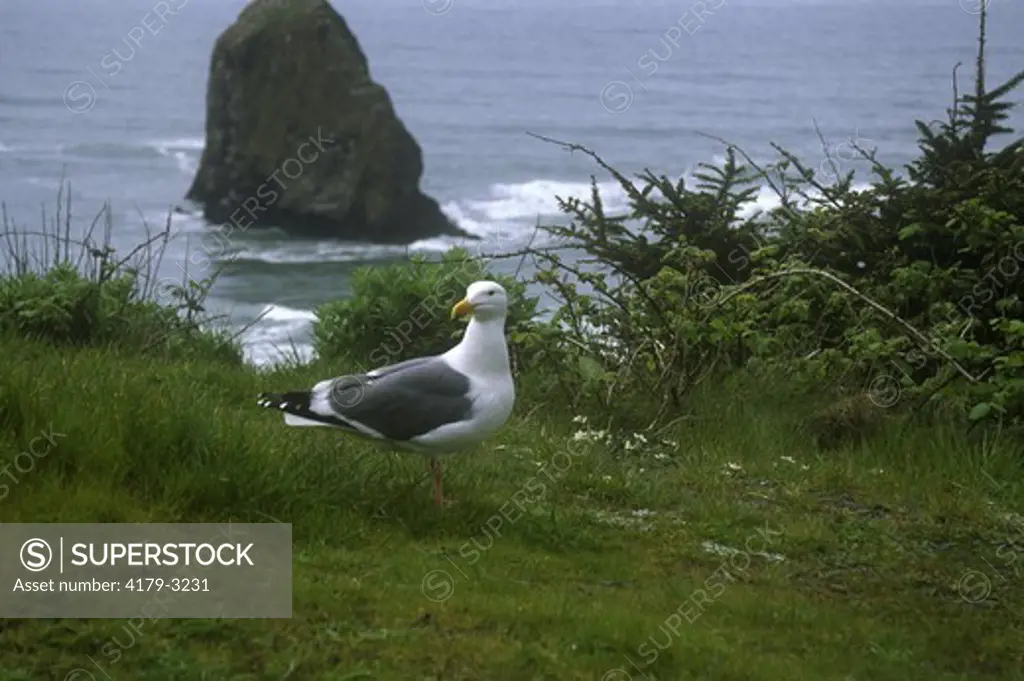Herring Gull (Larus argentatus) OR Coast