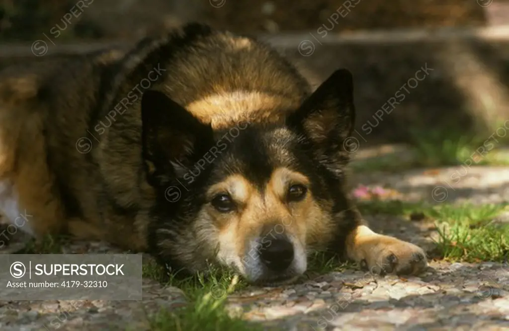Mixed Breed Dog, Corgi & Shepherd x, (Canis familiaris)