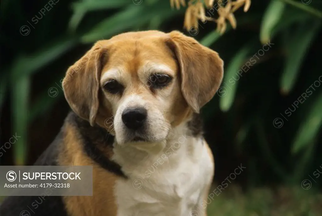 Beagle (Canis familiaris) British Isles, France