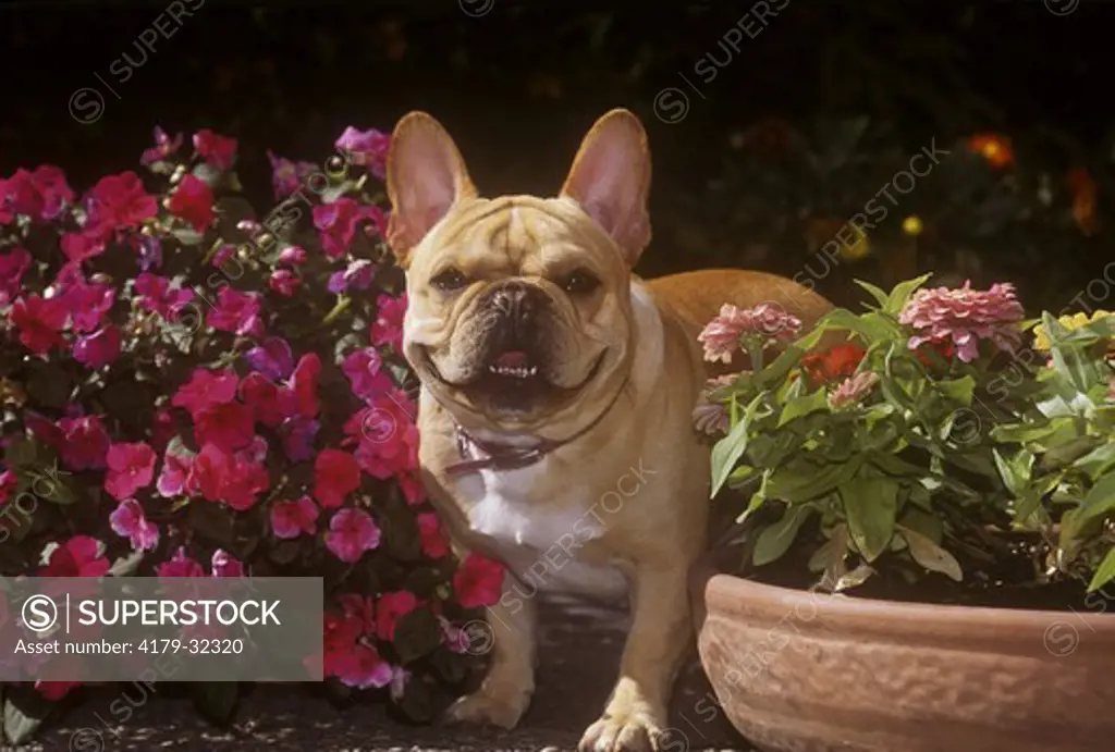 Dog: French Bulldog