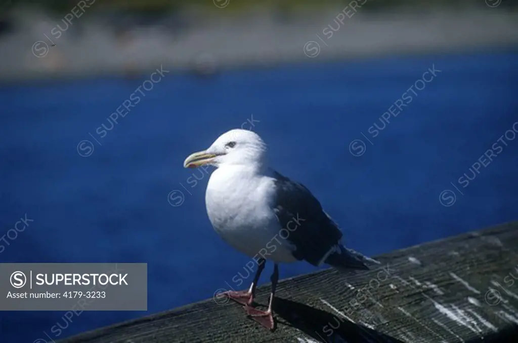 Herring Gull (Larus argentatus) Port Townsend, Washington