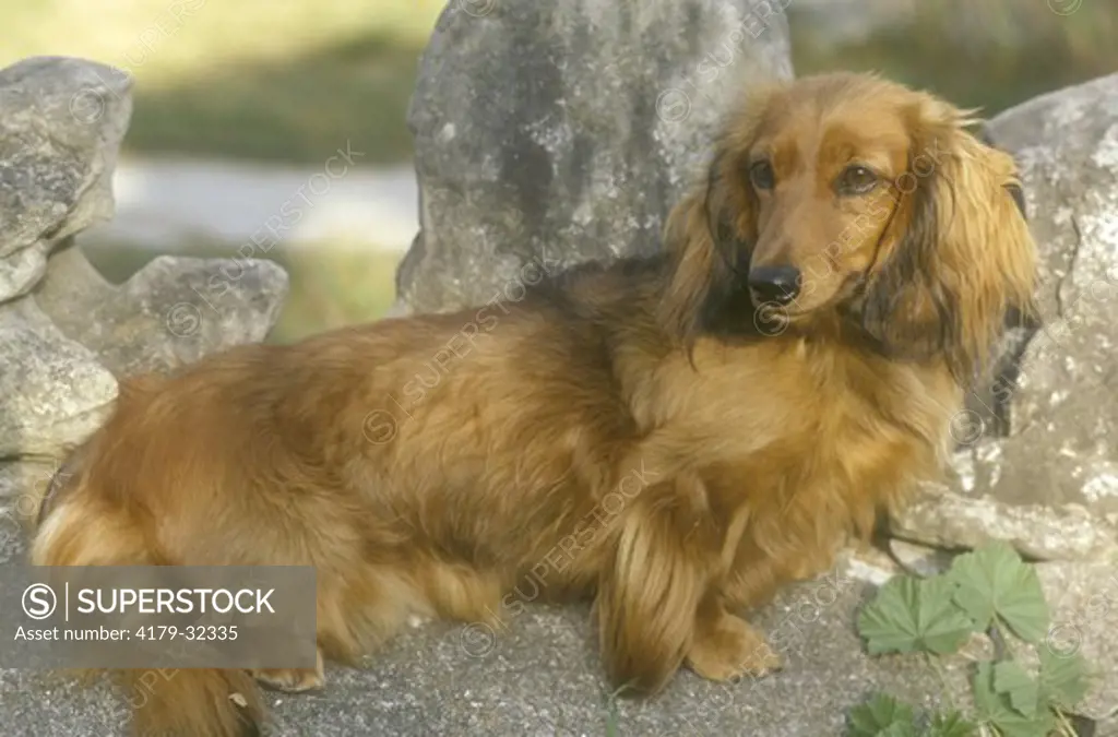 Miniature Long-haired Dachshund, Dianne, Guelph, Ontario