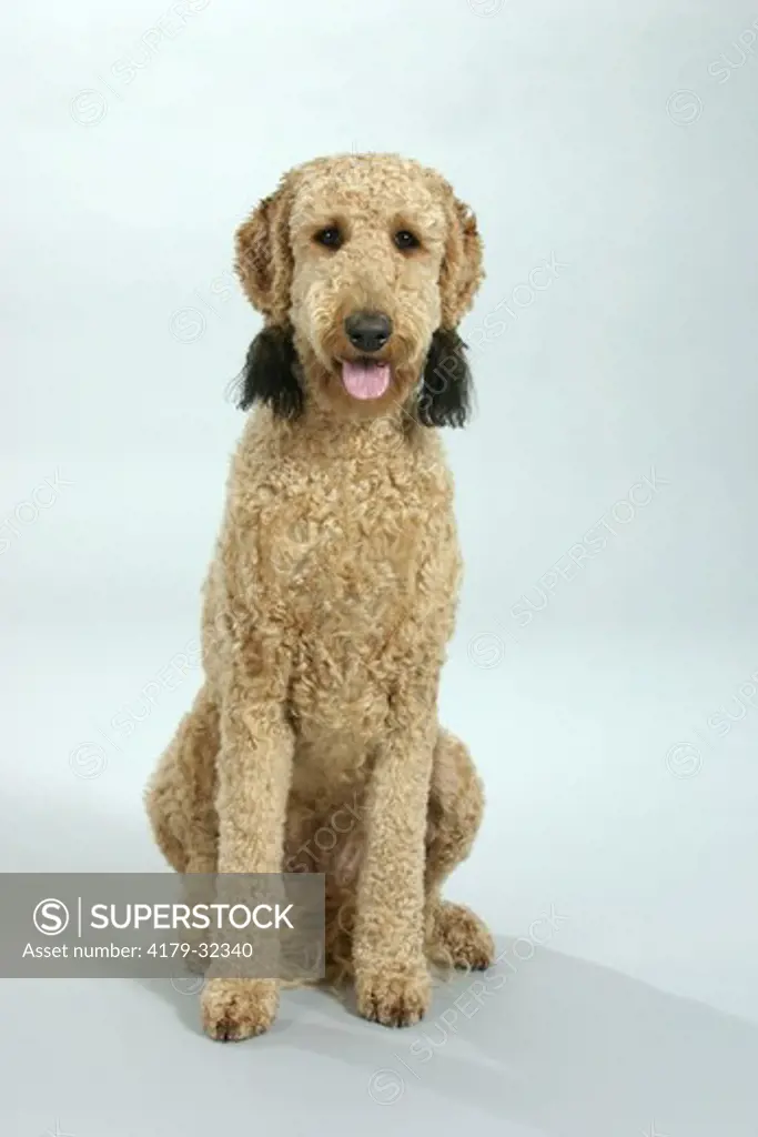 Standard Poodle, apricot, sheared