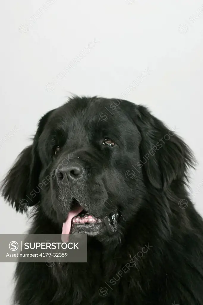 Newfoundland Dog, black, panting