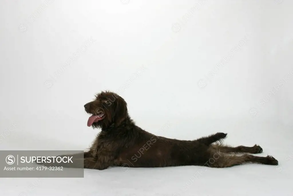 German Broken-coated Pointing Dog, laying down, back legs splayed out