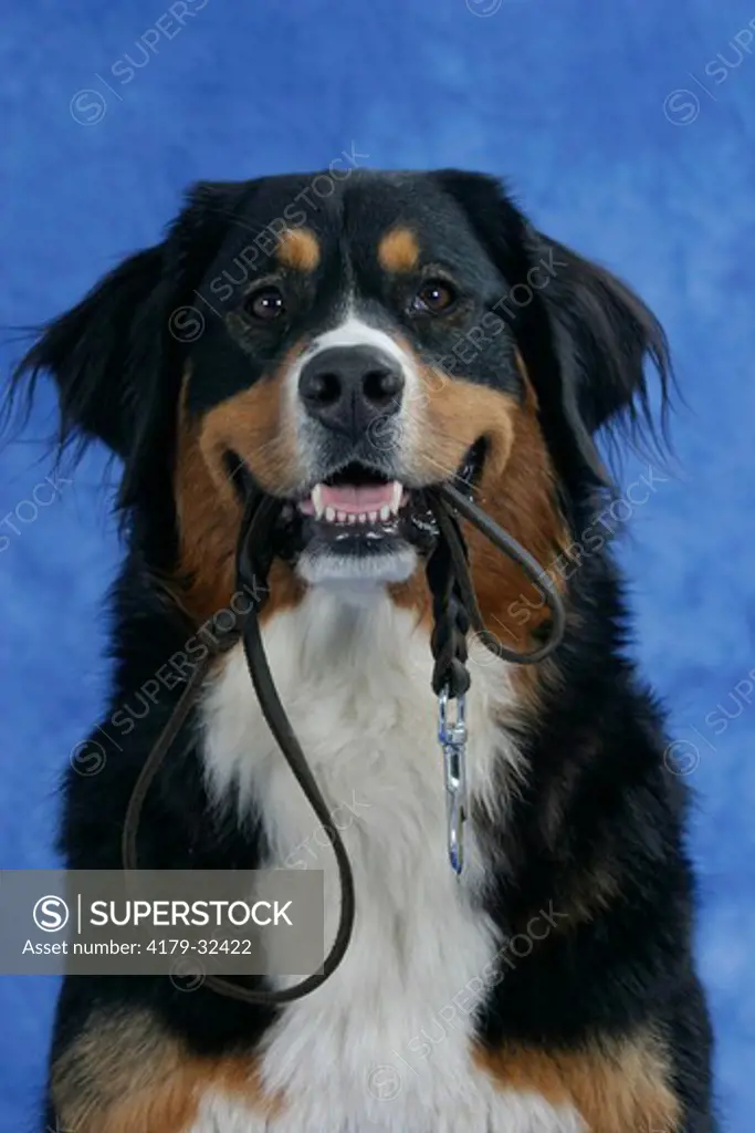 Bernese Mountain Dog holding leash in mouth