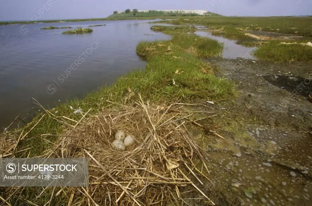 Herring Gull nest (Larus argentatus) in saltmarsh. Cape May Co., NJ, New Jersey